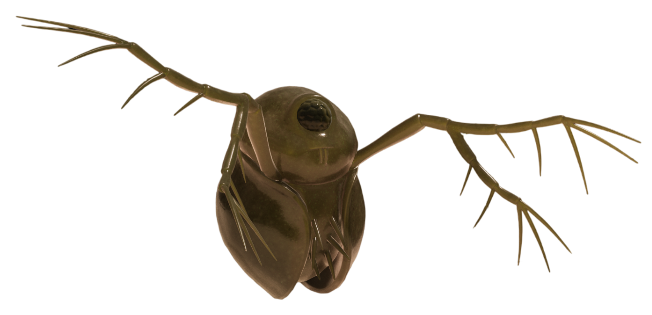 Water Flea